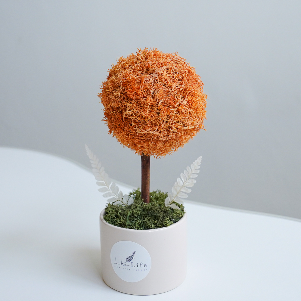 橘色小樹球,橘色樹球,永生花小樹球