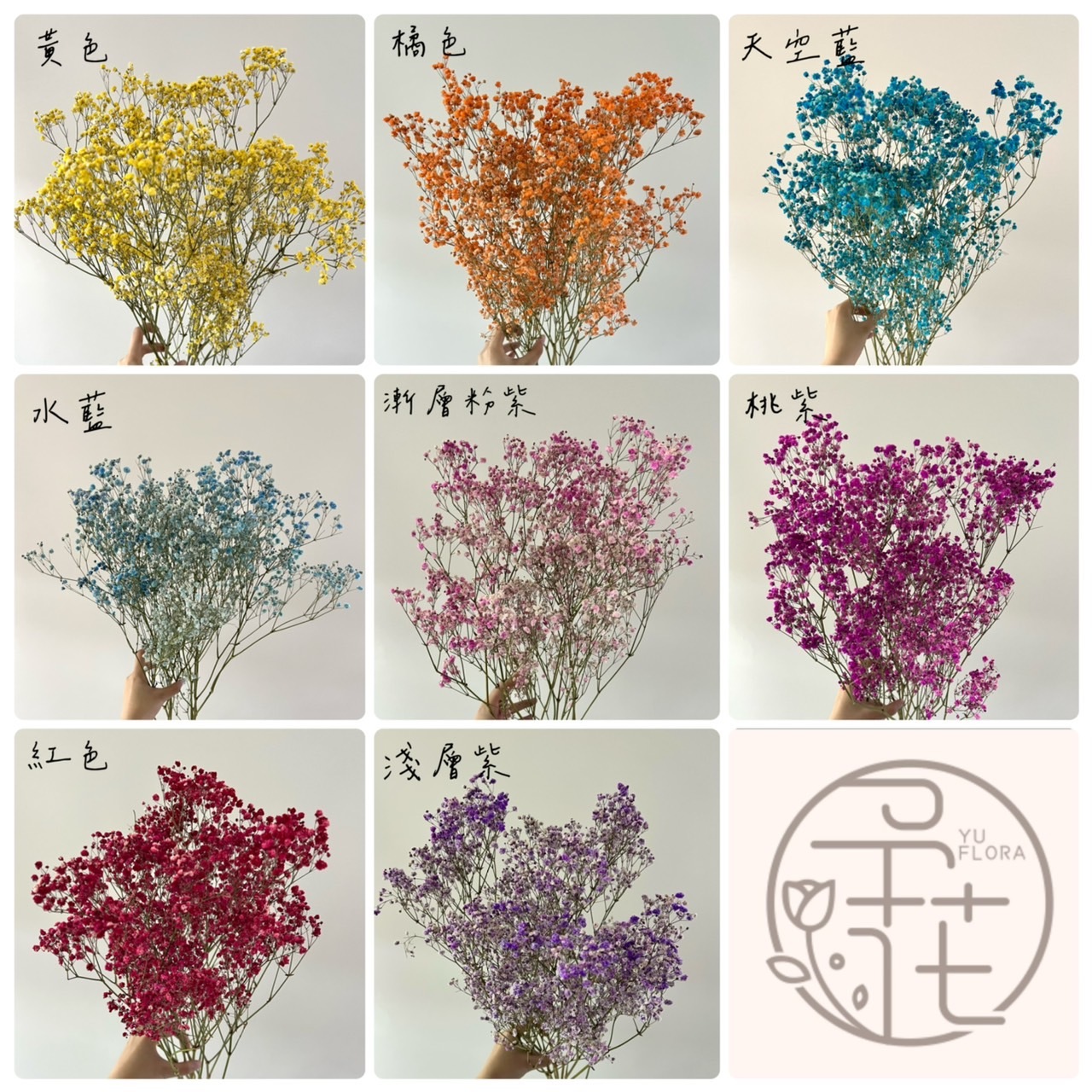 厄瓜多乾燥滿天星(把)