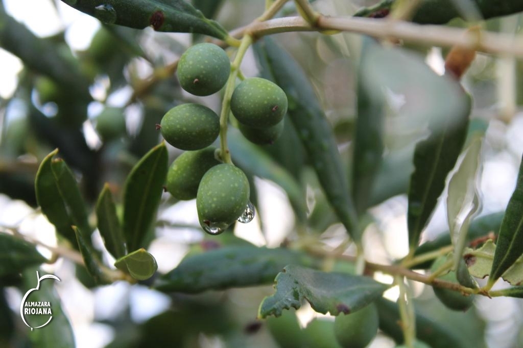 <初榨油> 西班牙原裝進口 里歐哈納 D.O.P. 單一品種冷壓初榨橄欖油（250ml裝） 2025新油