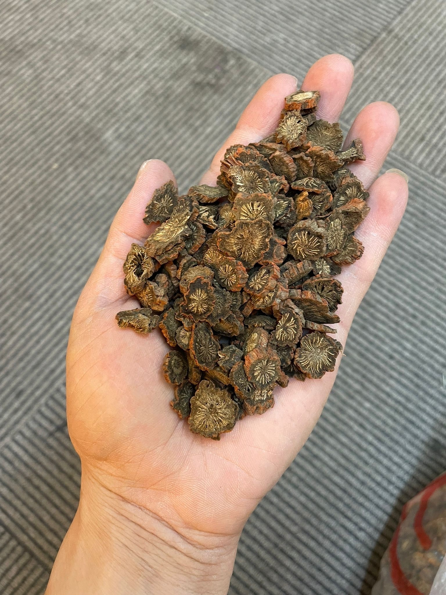 (2921)西藏特大野生紫丹蔘300g