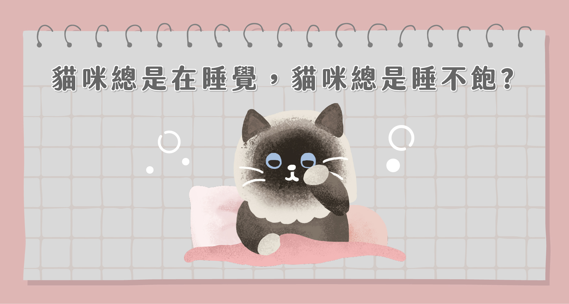 貓咪的一天都在幹嘛