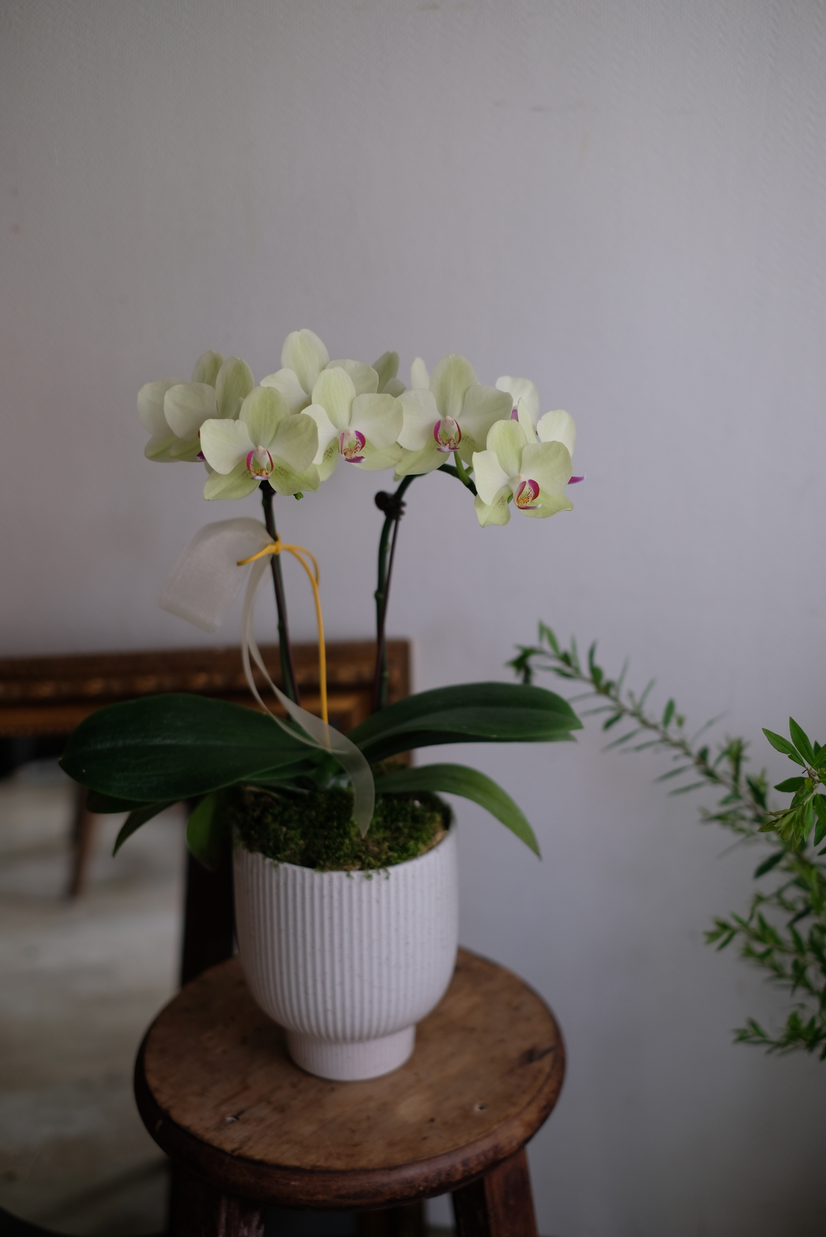 淡雅綠｜單株蝴蝶蘭・清麗脫俗