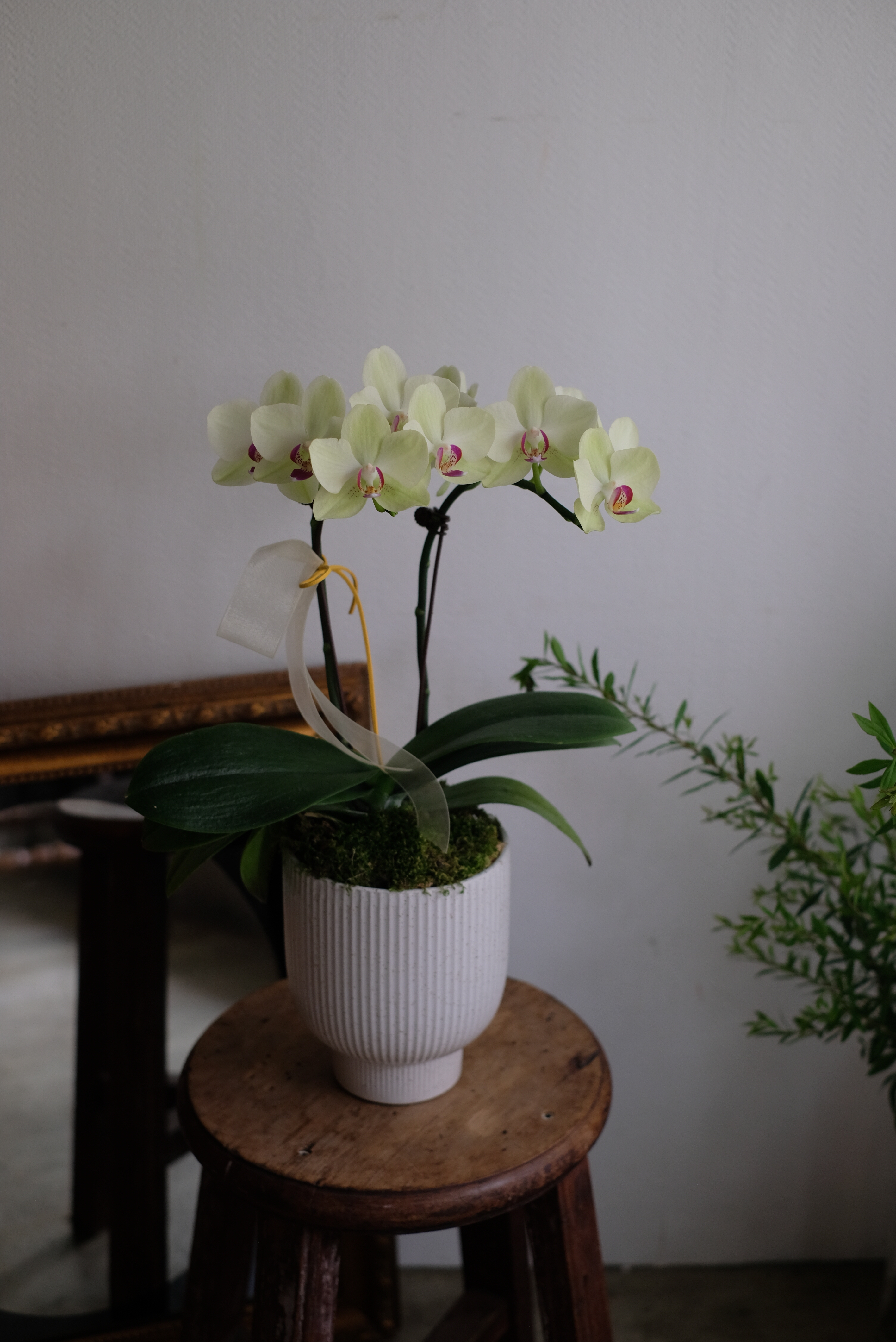 淡雅綠｜單株蝴蝶蘭・清麗脫俗