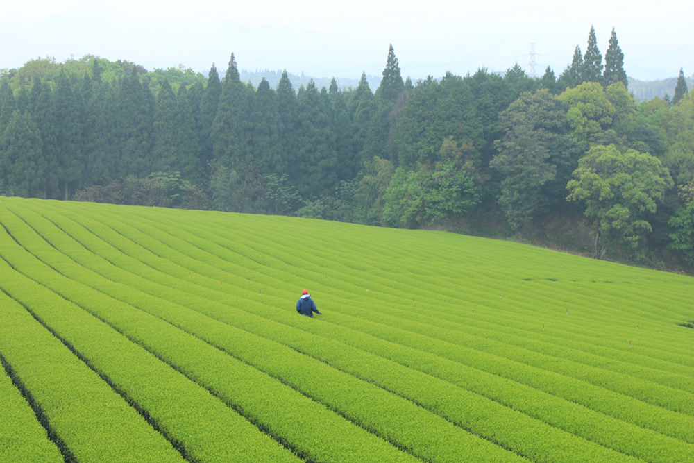 日本 鹿兒島 霧島茶 「有機涼煎茶」【綠茶 / 霧島茶 鹿兒島縣產】農家產地直送 日本有機認證JAS