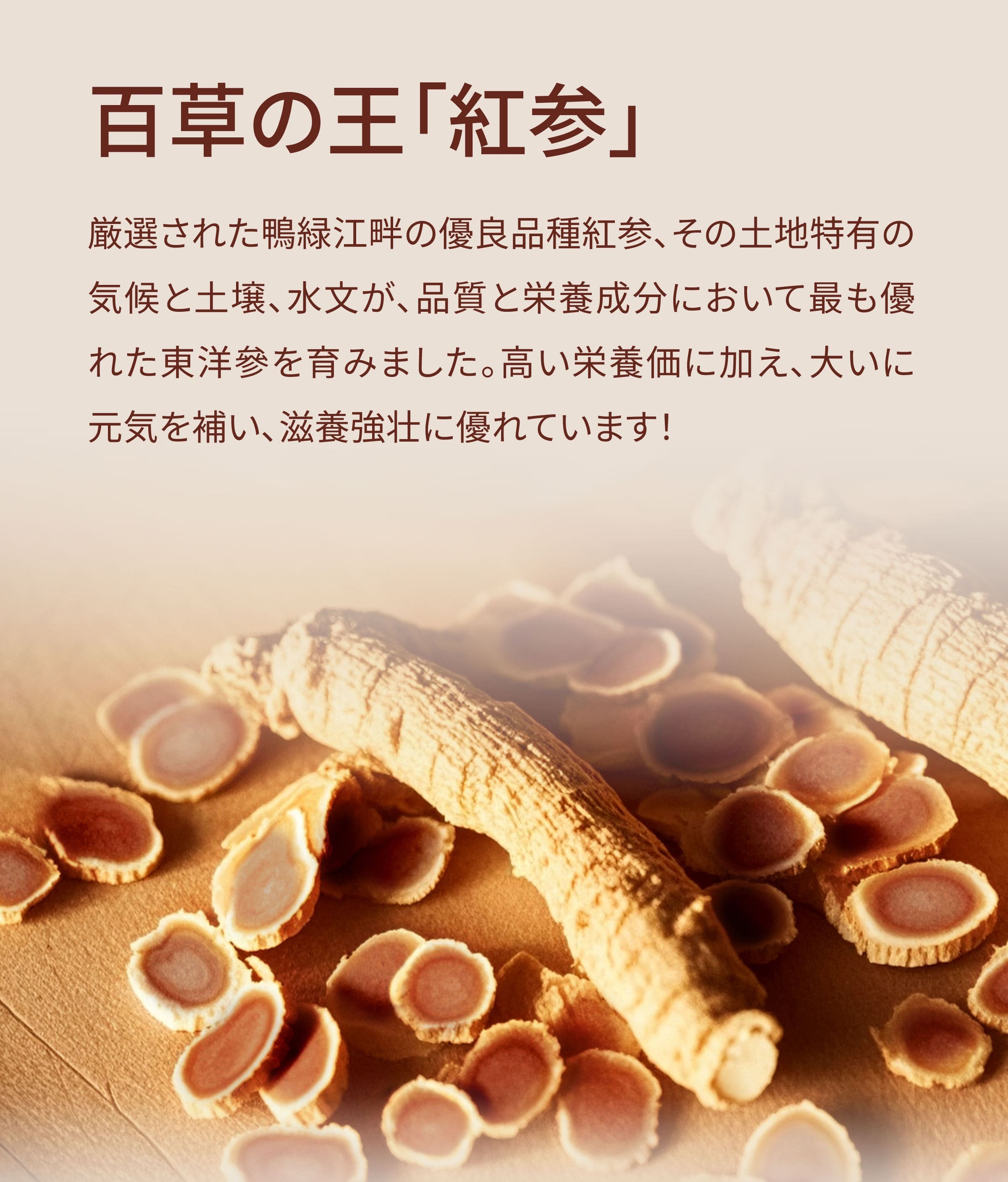 Dengyi 紅参の紹介