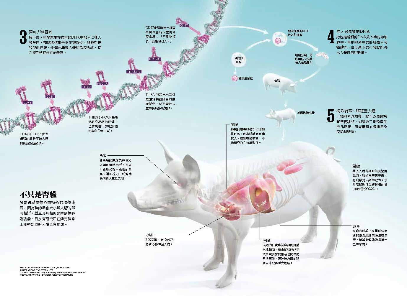 <img src="pig-organ-transplant-xenotransplantation-07.jpg" alt="2025年國家地理雜誌6月號、異種移植大未來7">
