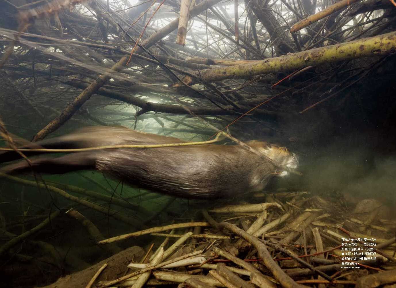 <img src="pig-organ-transplant-xenotransplantation-08.jpg" alt="2025年國家地理雜誌6月號、異種移植大未來8">