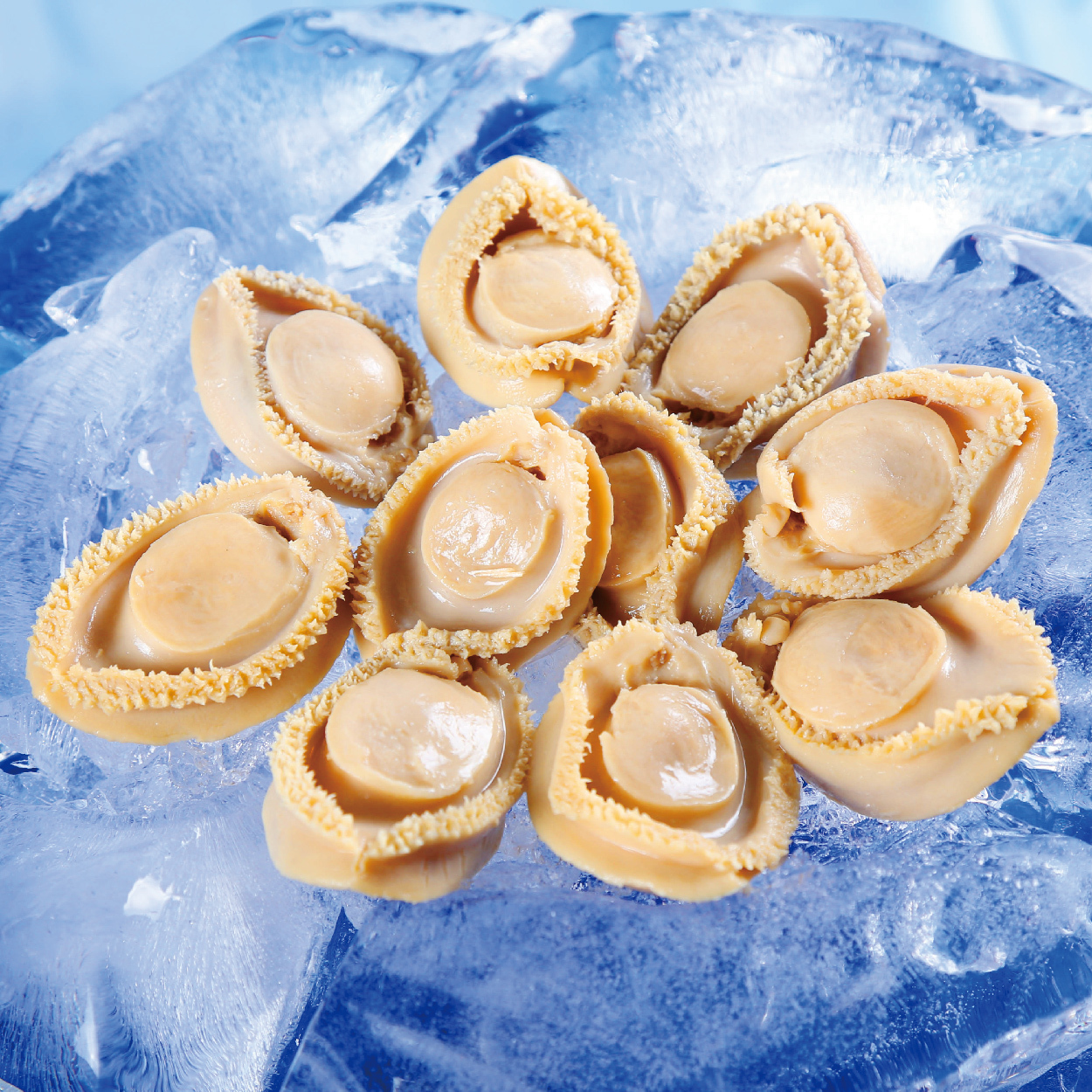 原箱優惠 - 南非BB罐頭鮑魚 (宴會級 9-12頭) 213克