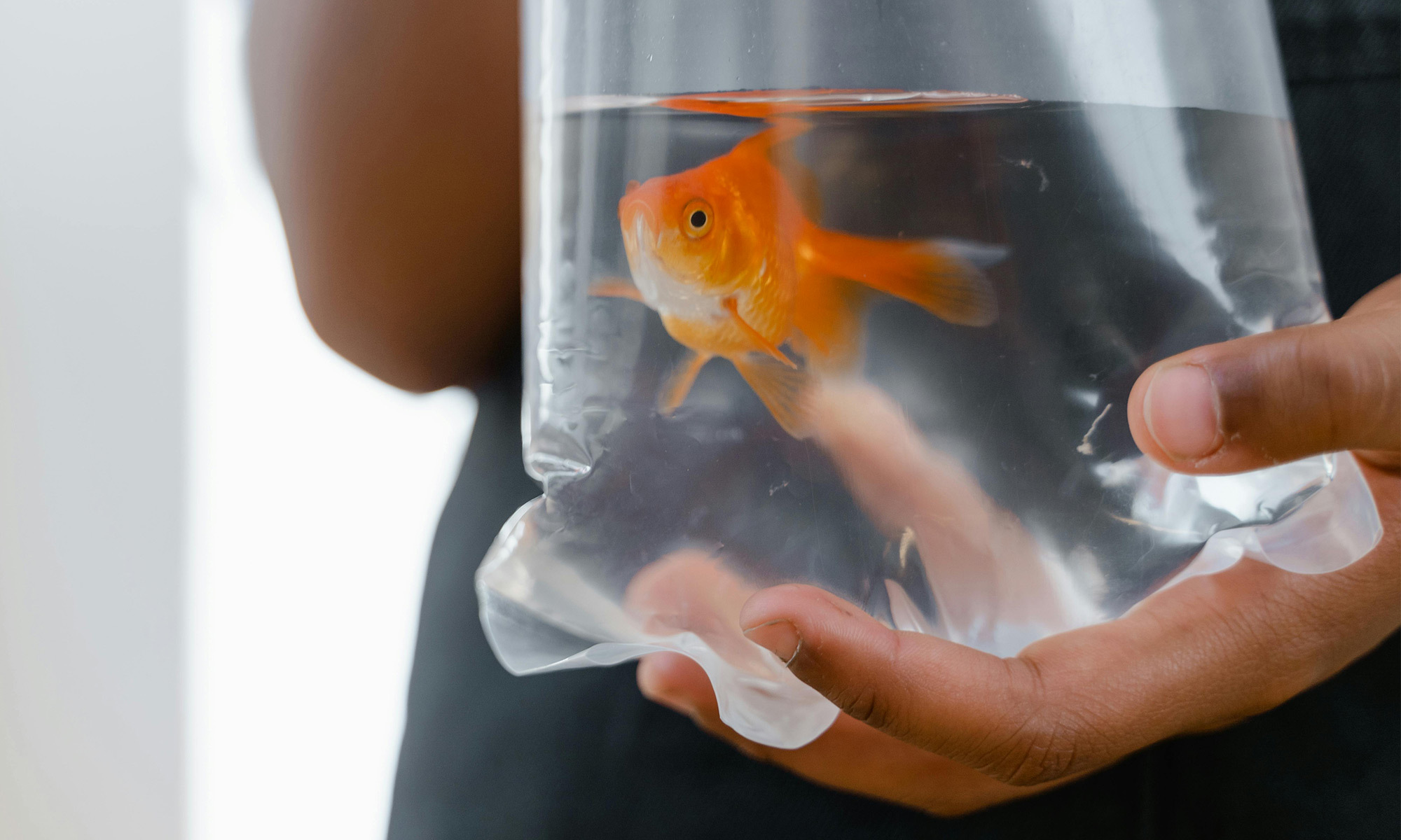 將魚連同袋子一起放入魚缸，靜置15-20分鐘，讓水溫慢慢一致