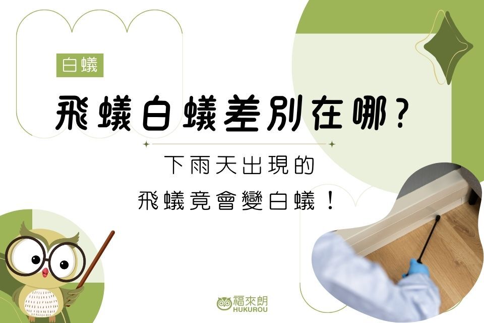 飛蟻白蟻差別在哪？下雨天出現的飛蟻竟會變白蟻！