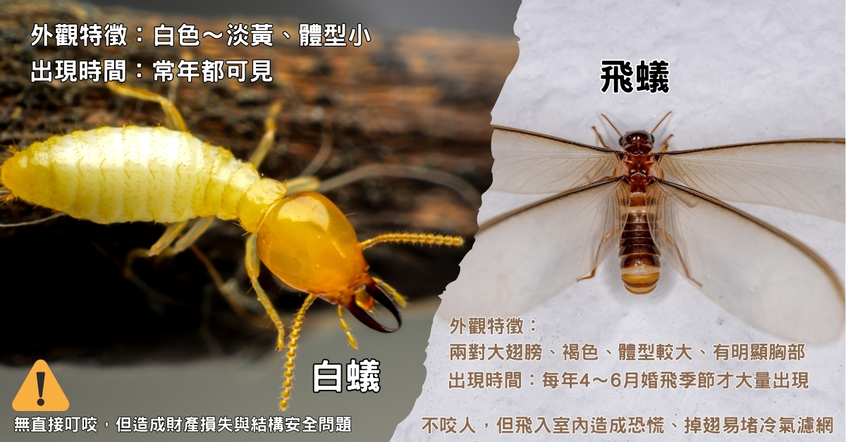 白蟻飛蟻差別大嗎？飛蟻vs白蟻比一比