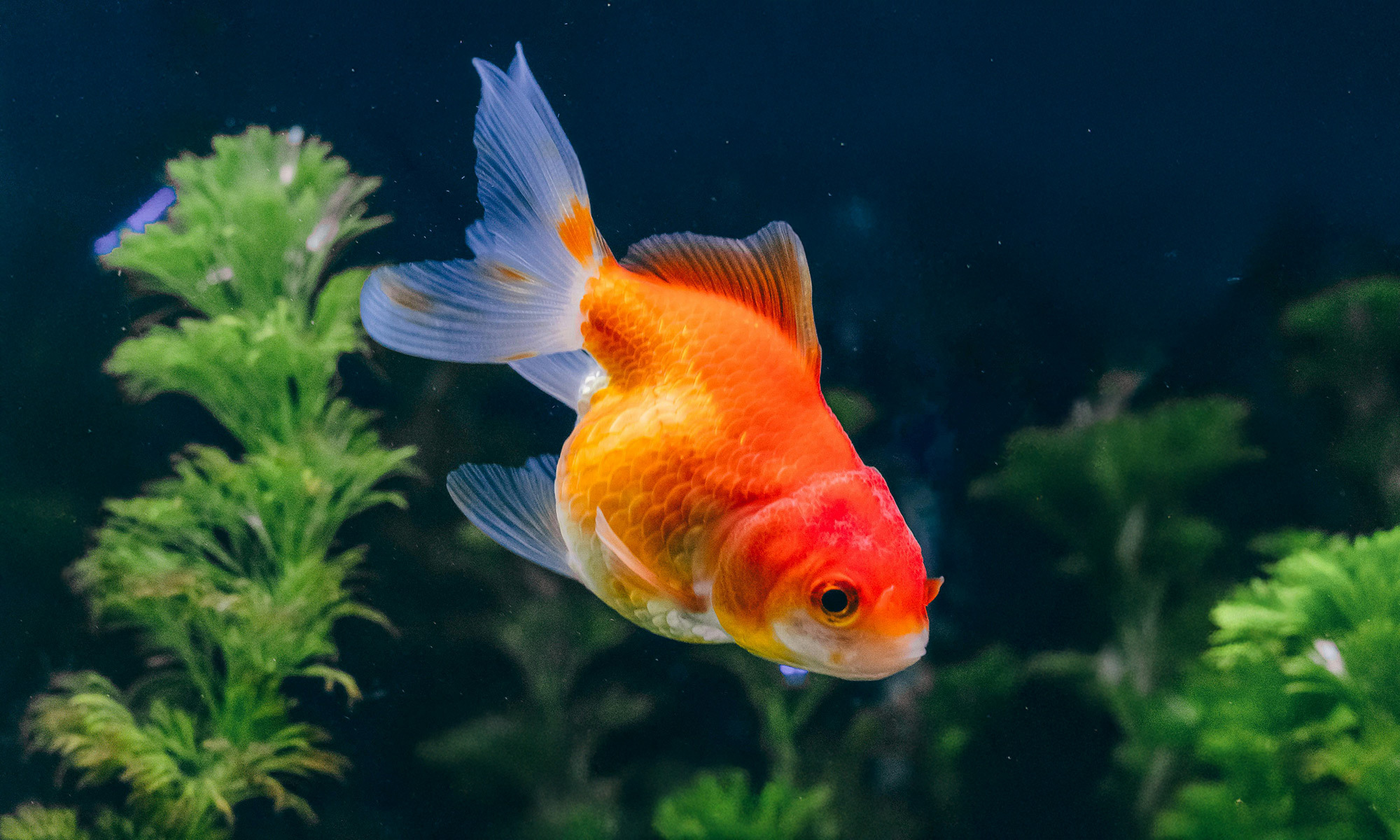 剛入缸的魚建議24小時內不要餵食，讓牠們有時間適應新環境，之後可少量餵食