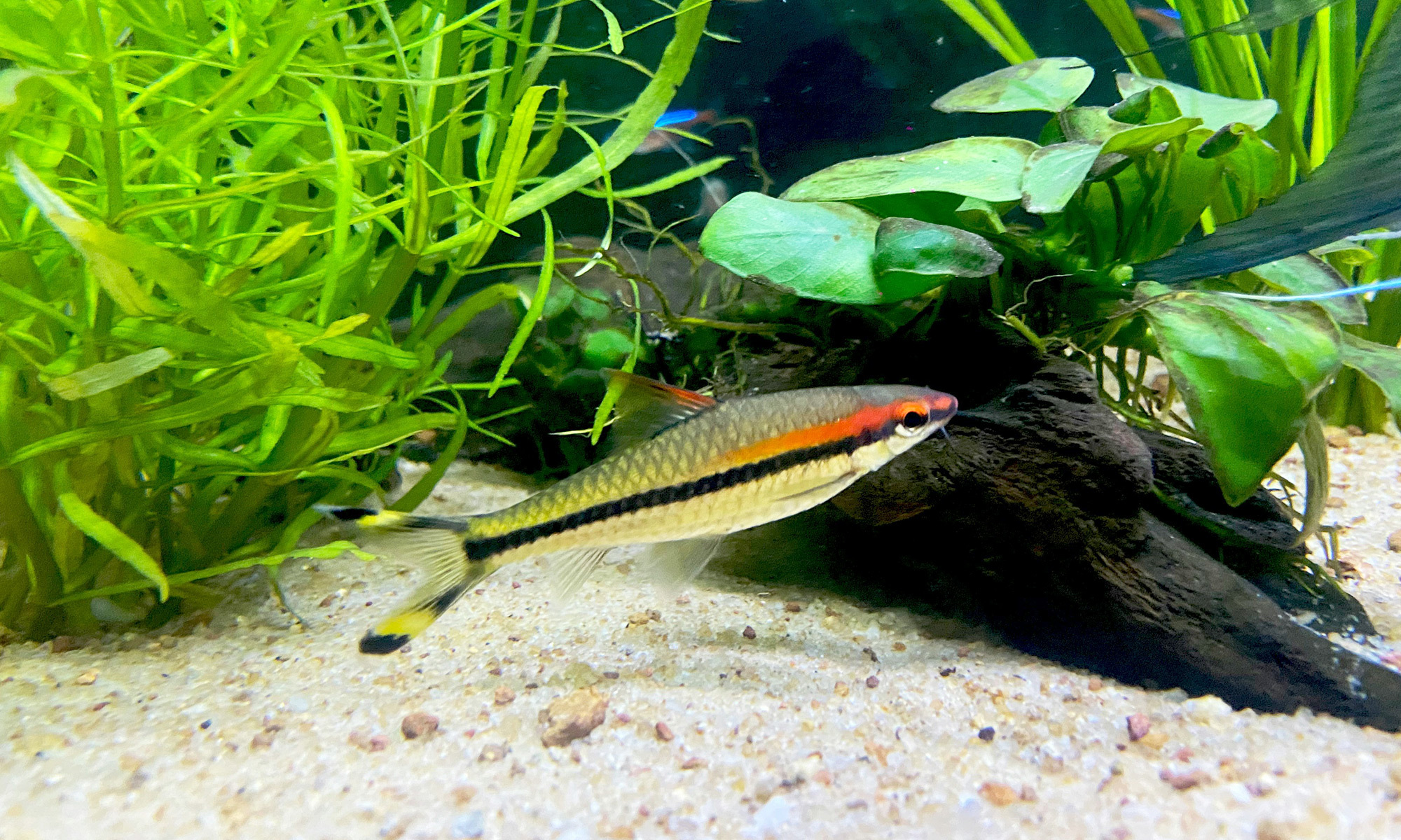 沒有硝化系統，魚缸水質會惡化，魚隻容易生病