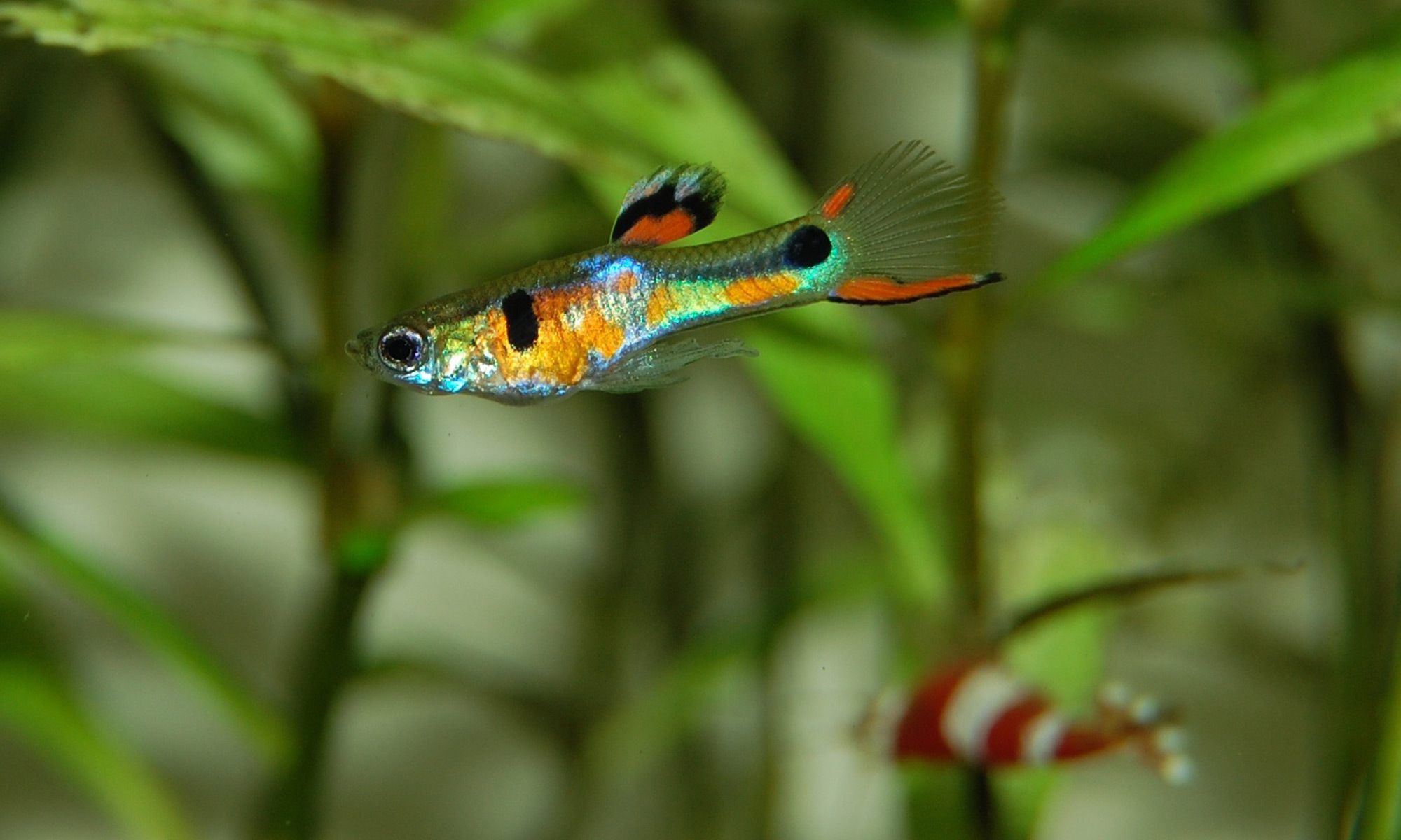 未完成循環的魚缸，氨與亞硝酸鹽濃度高，容易讓魚隻中毒。判斷循環完成，是新手養魚成功的關鍵