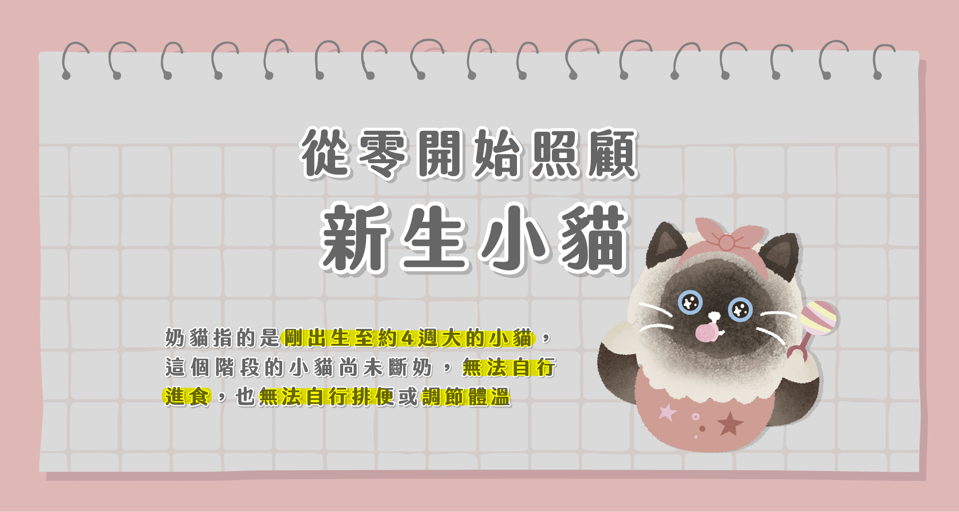 照顧新生小貓
