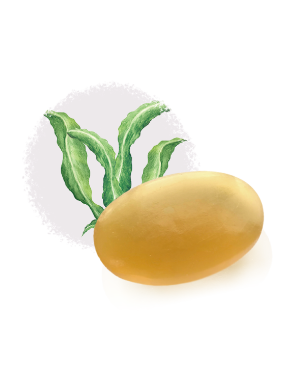 【左旋褐藻膠原酵素皂】褐藻萃取精華，保養聖品