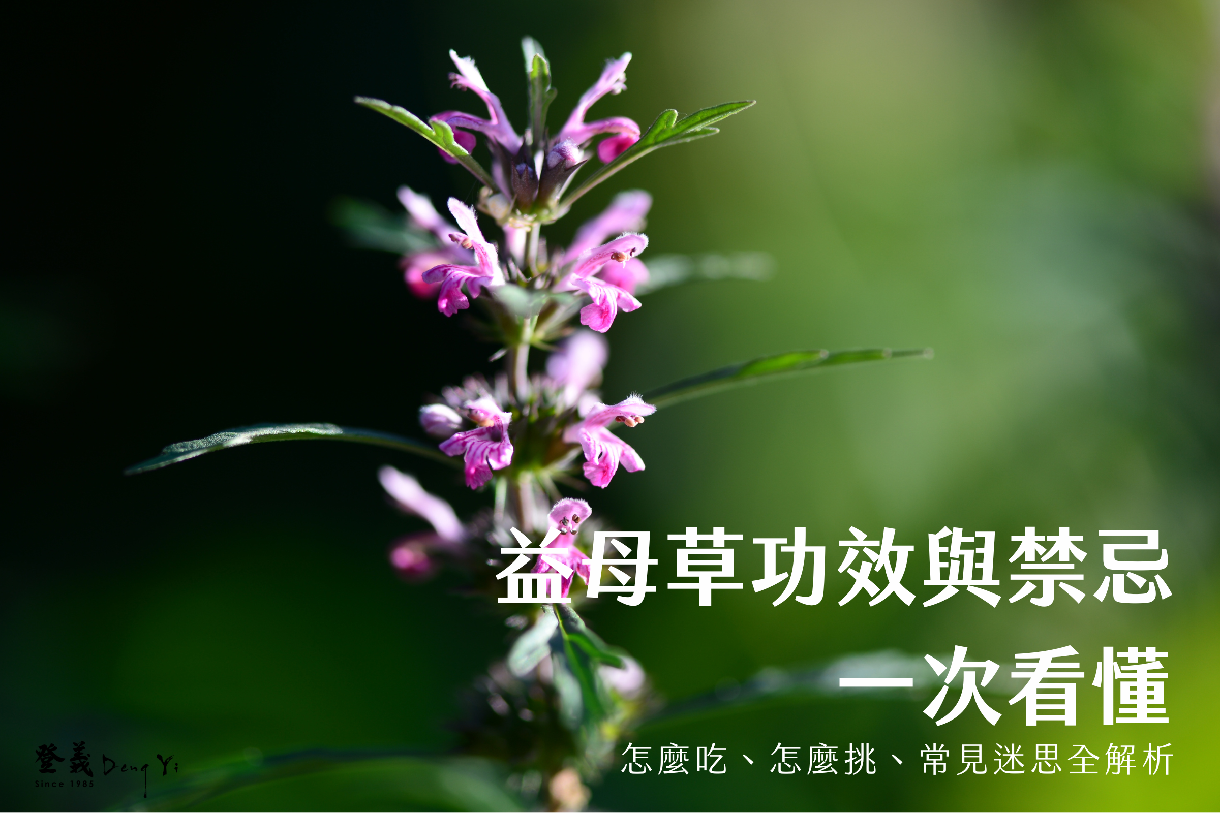 益母草功效與禁忌一次看懂：怎麼吃、怎麼挑、常見迷思全解析