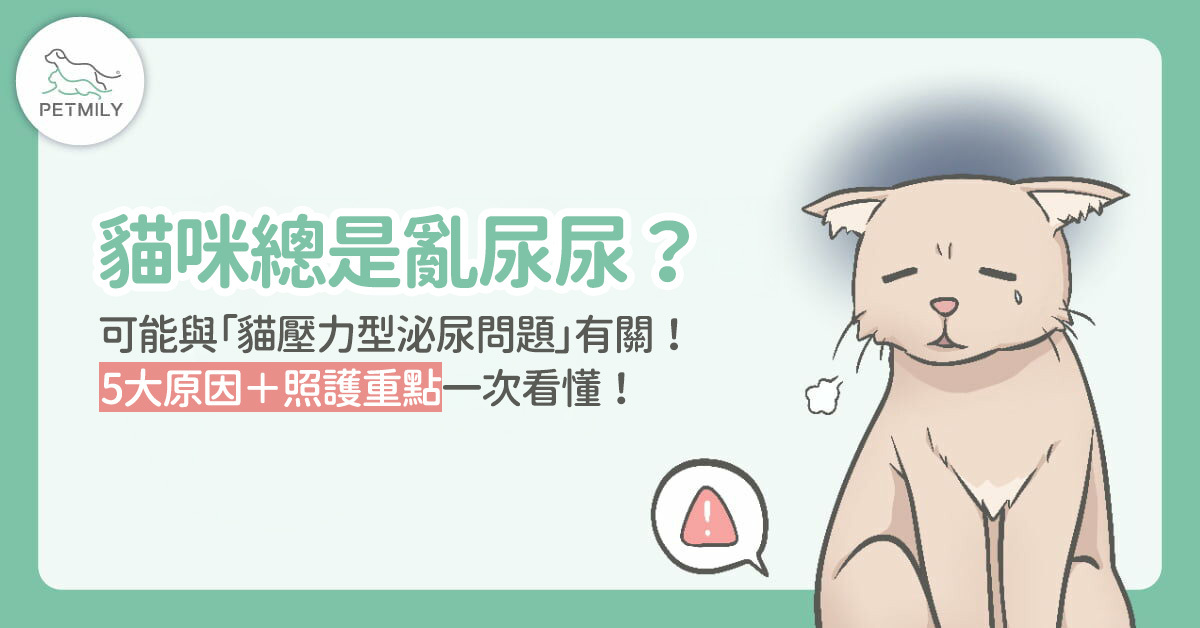 貓咪總是亂尿尿？可能與「貓壓力型泌尿問題」有關！5大原因＋照護重點一次看懂！