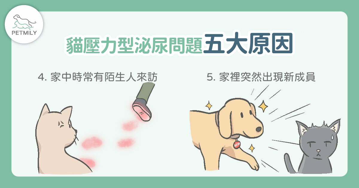 貓壓力型泌尿問題發生的五大原因-2