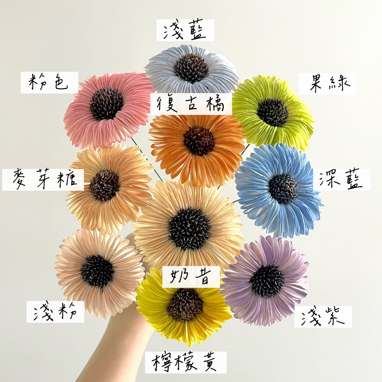 印度索拉噴色太陽花 6-7CM <10支一把>