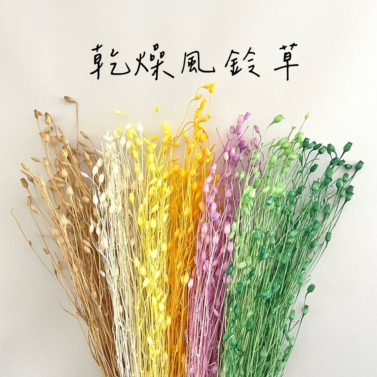 乾燥風鈴草