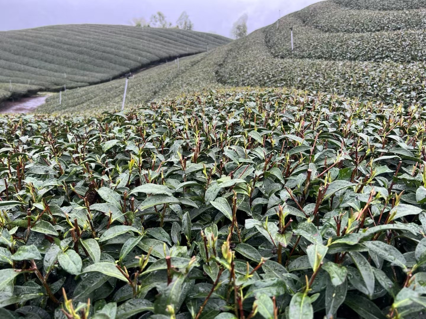 杉林溪烏龍 150公克