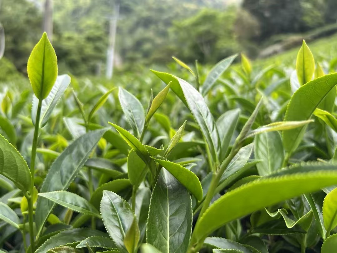 杉林溪烏龍 150公克