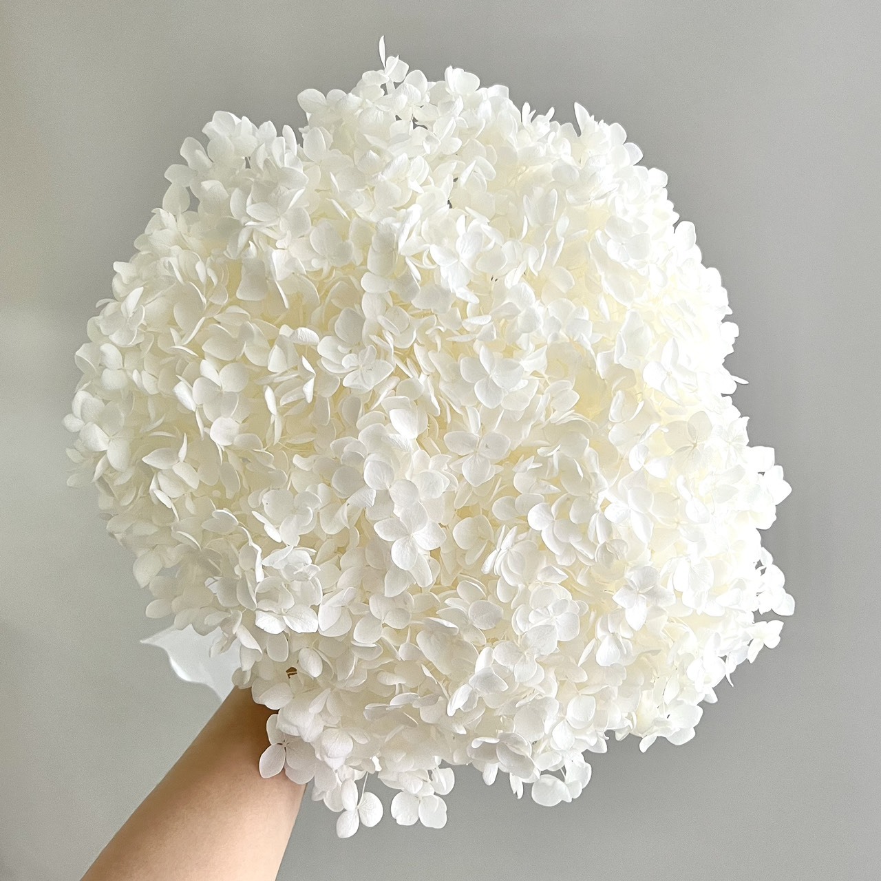 不凋繡球花(帶桿)- 白色系