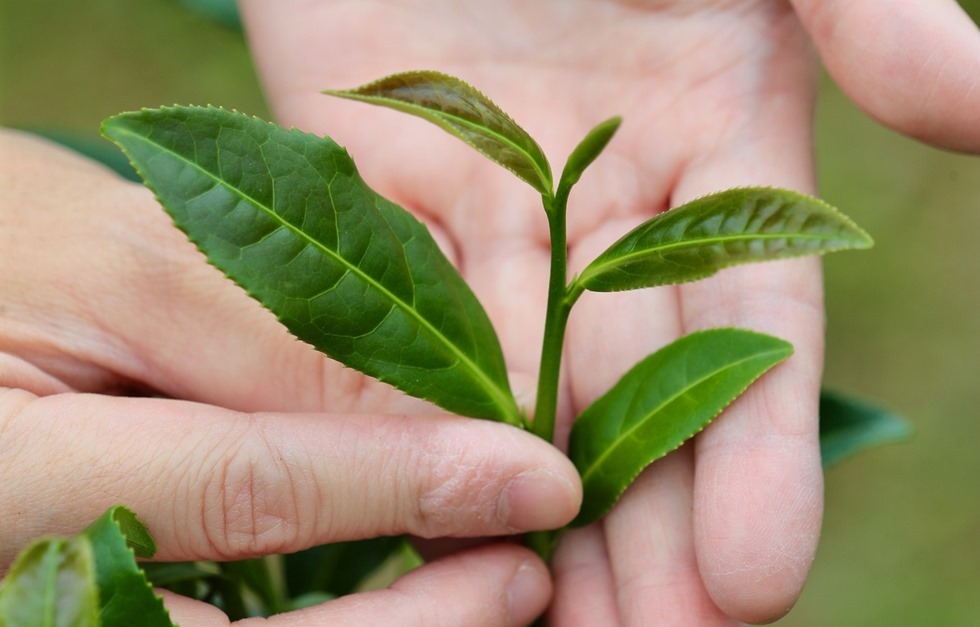 杉林溪茶農在採摘時多選擇「一心二葉」，也就是最嫩的芽心與旁邊兩片剛展開的小葉子。