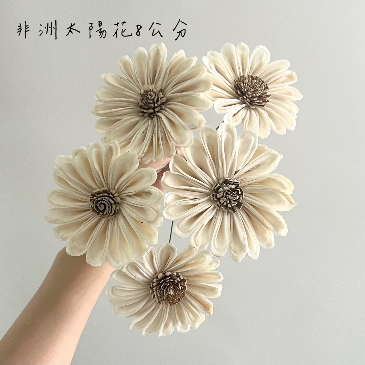 印度索拉花 非洲太陽花7-8公分 <5支1把>