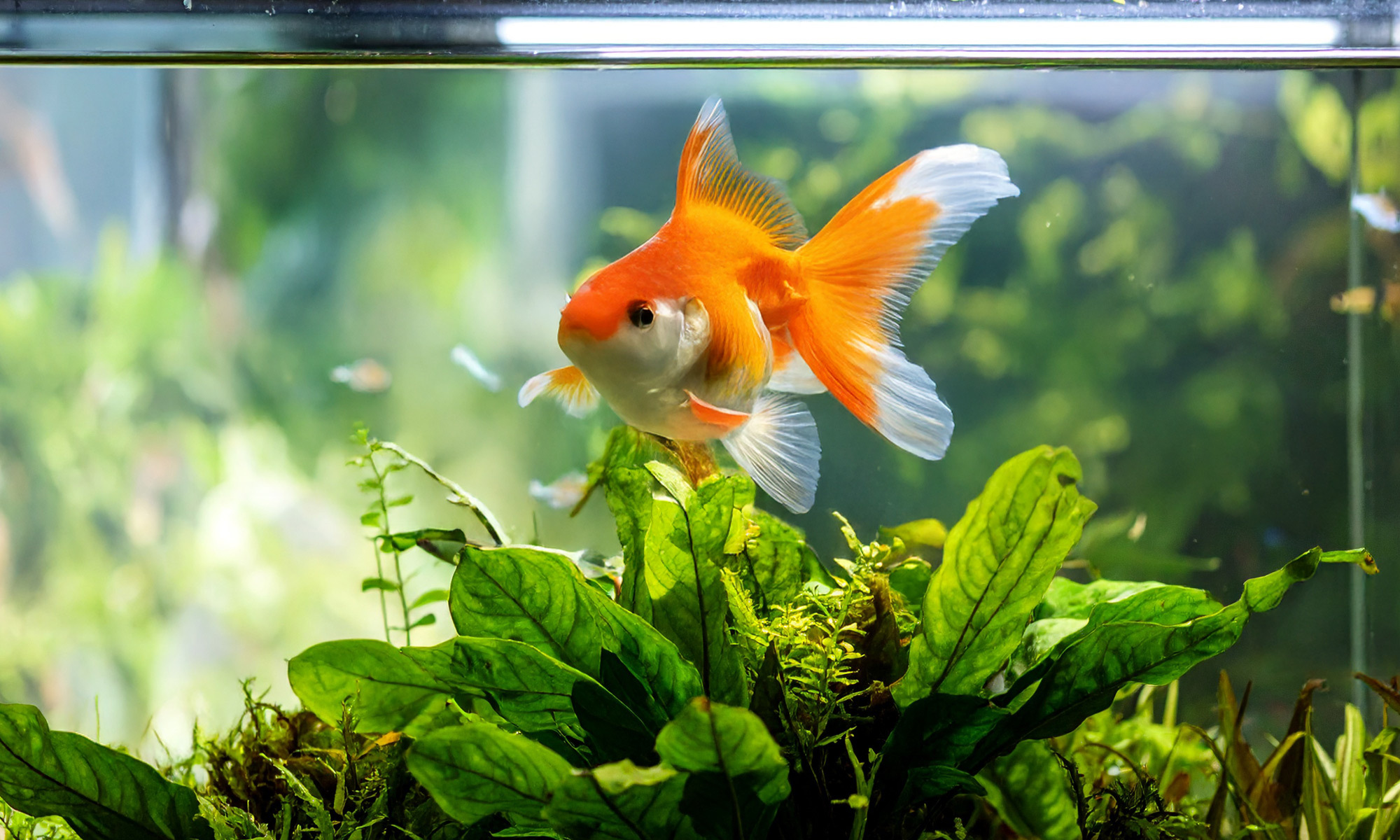 「養魚一定要買水族燈嗎？」「什麼燈光對魚兒最好？」