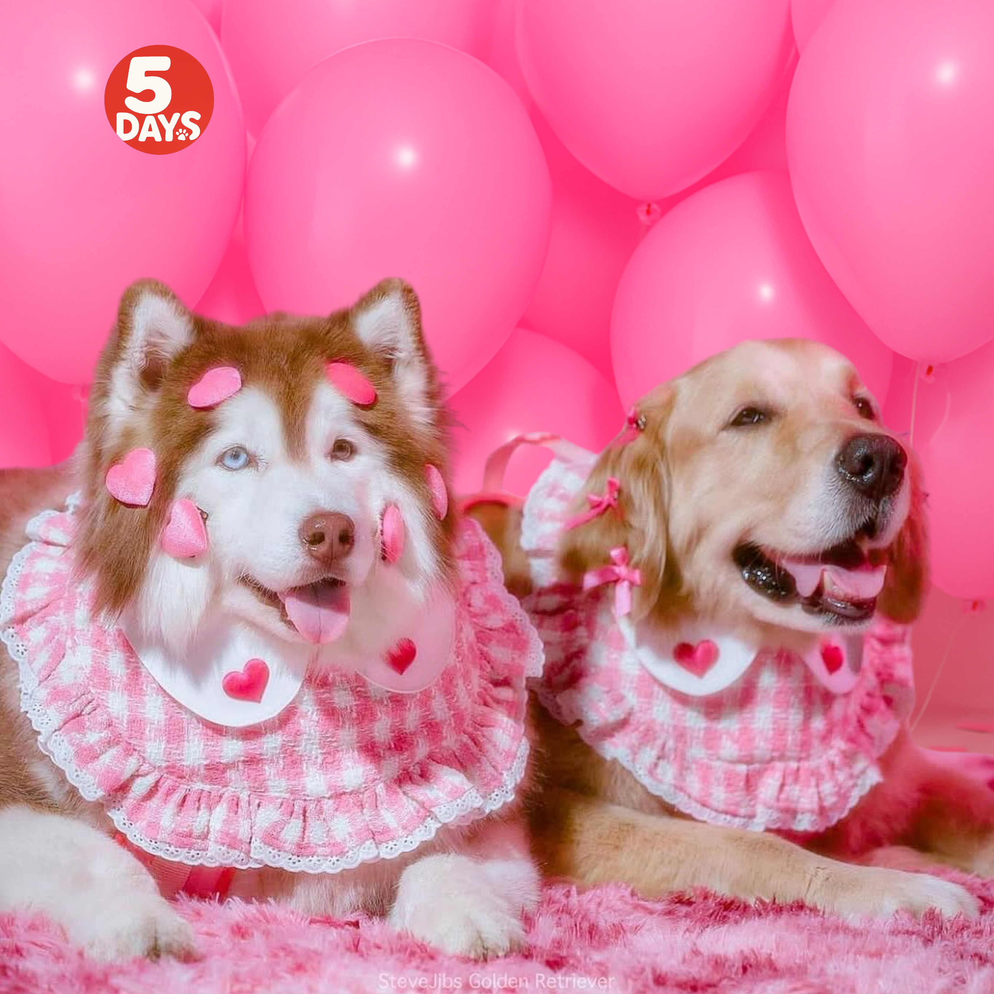 粉紅公主蕾絲圍巾 |5Days寵物服飾