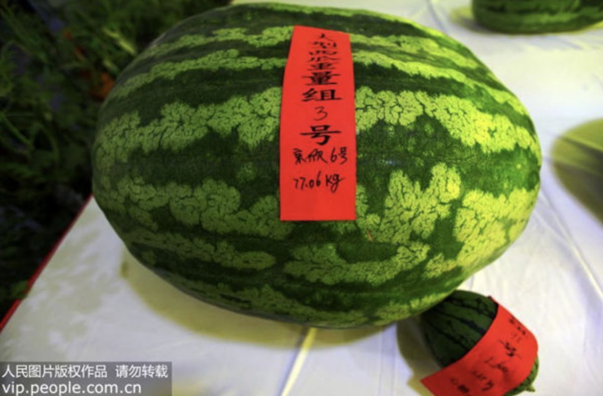 膨大劑西瓜
