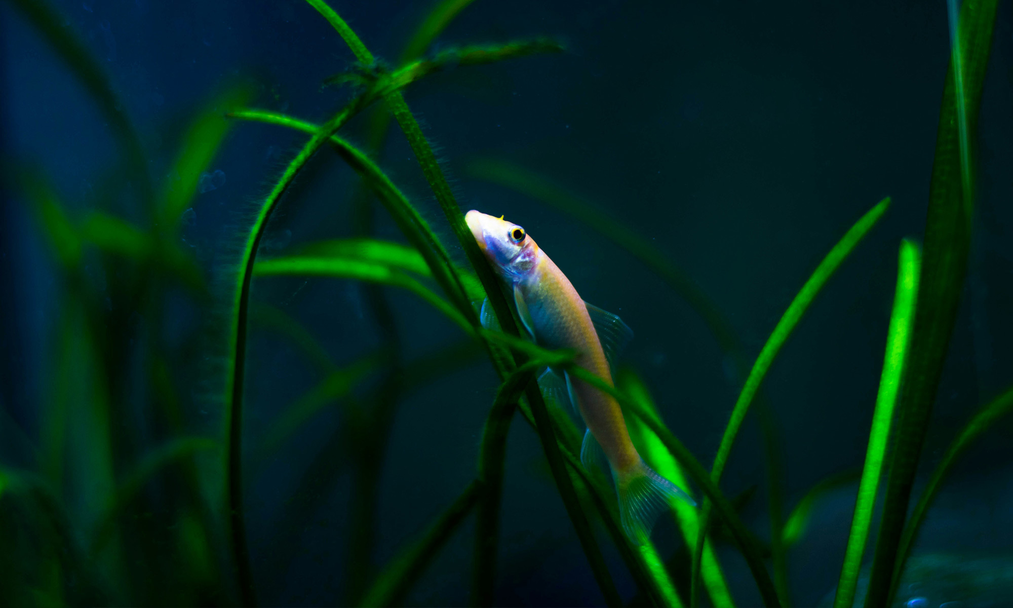 魚缸造景絕對不只是裝飾這麼簡單，它其實是魚兒心理健康的重要保障！