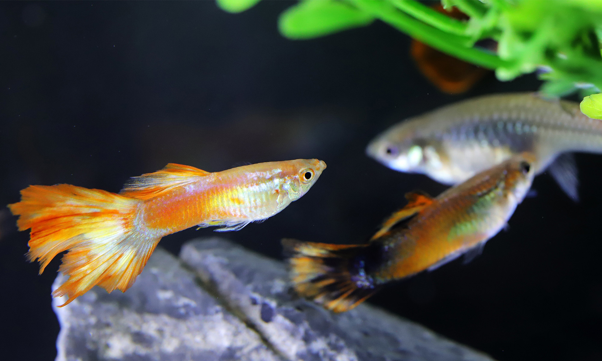 有適當造景的魚缸中，你會發現魚兒更加活潑有朝氣