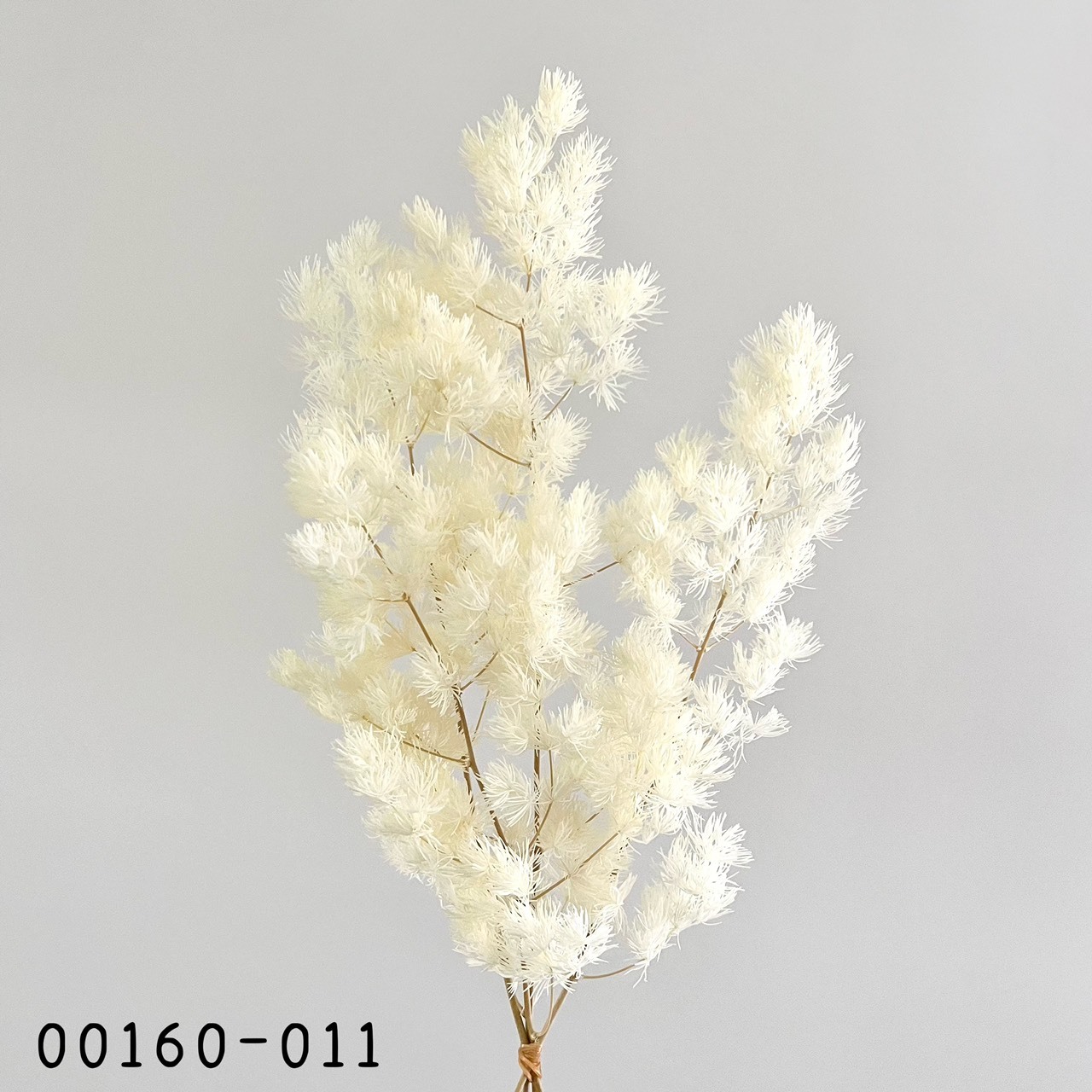 日本不凋蓬萊松 00160-011