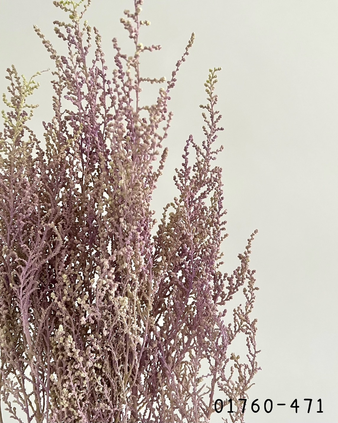 日本不凋史托比 01760-471