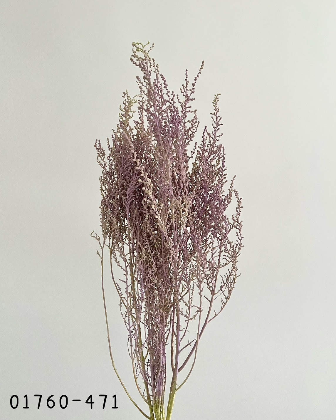 日本不凋史托比 01760-471