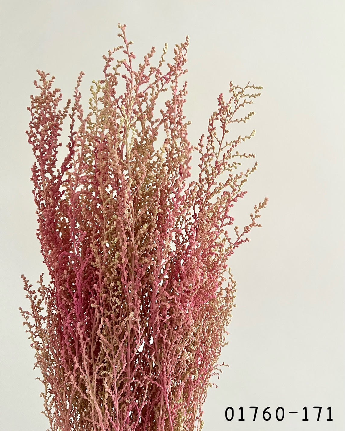 日本不凋史托比 01760-171