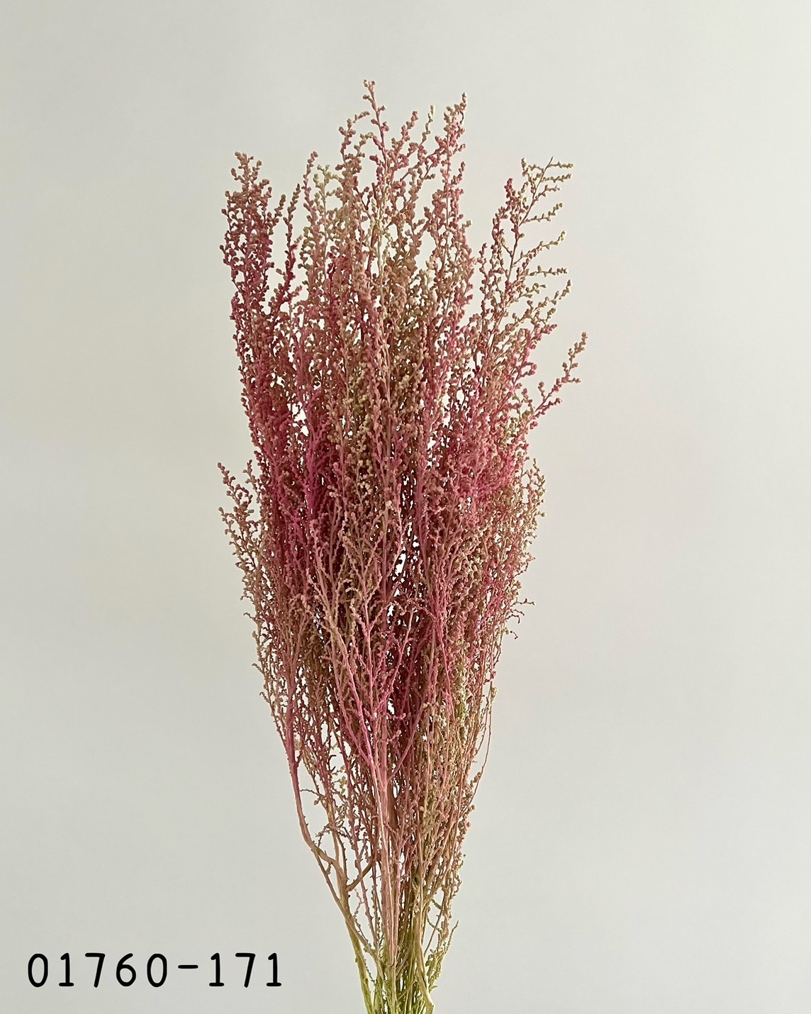 日本不凋史托比 01760-171