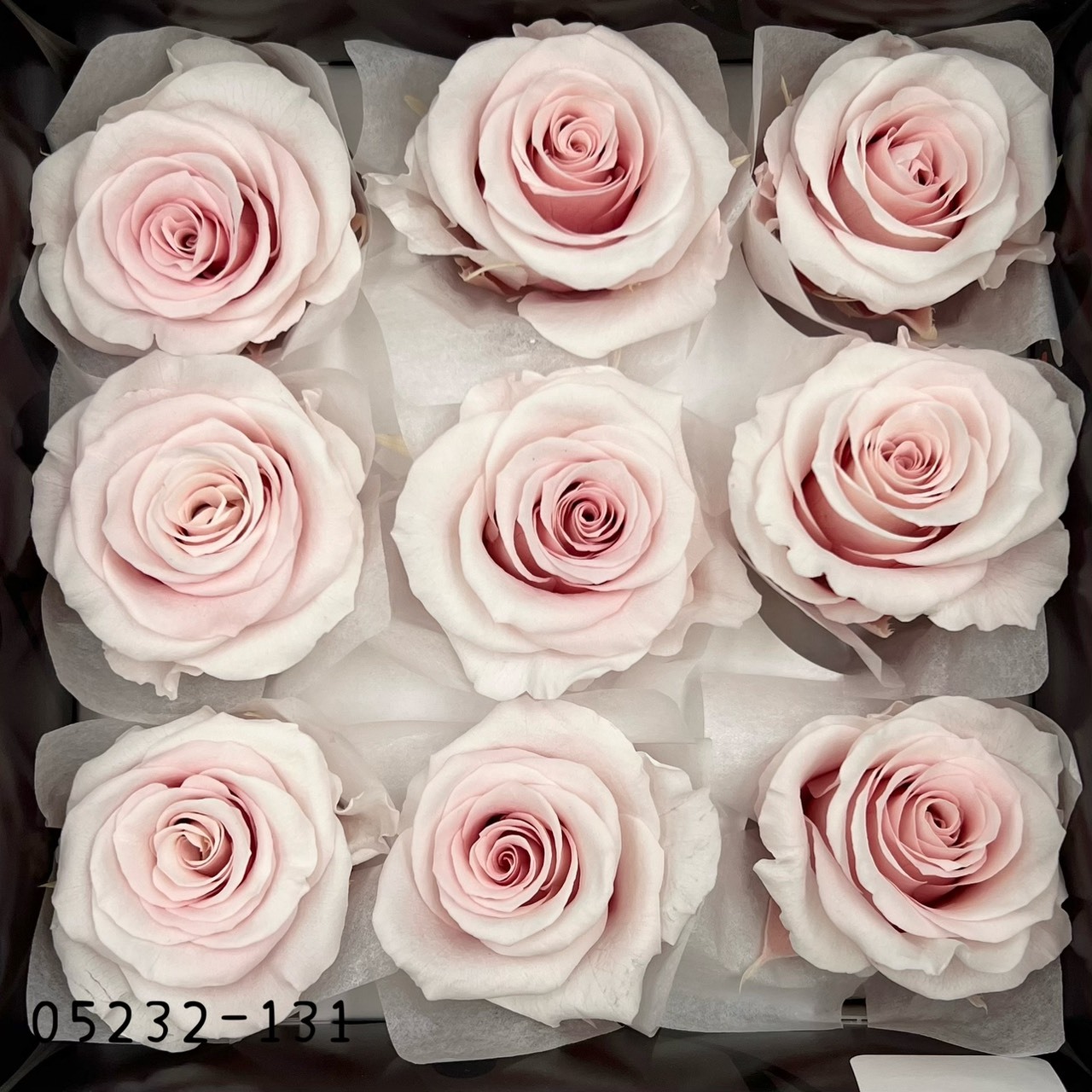 日本不凋大輪漸層玫瑰(9朵) 05232-131