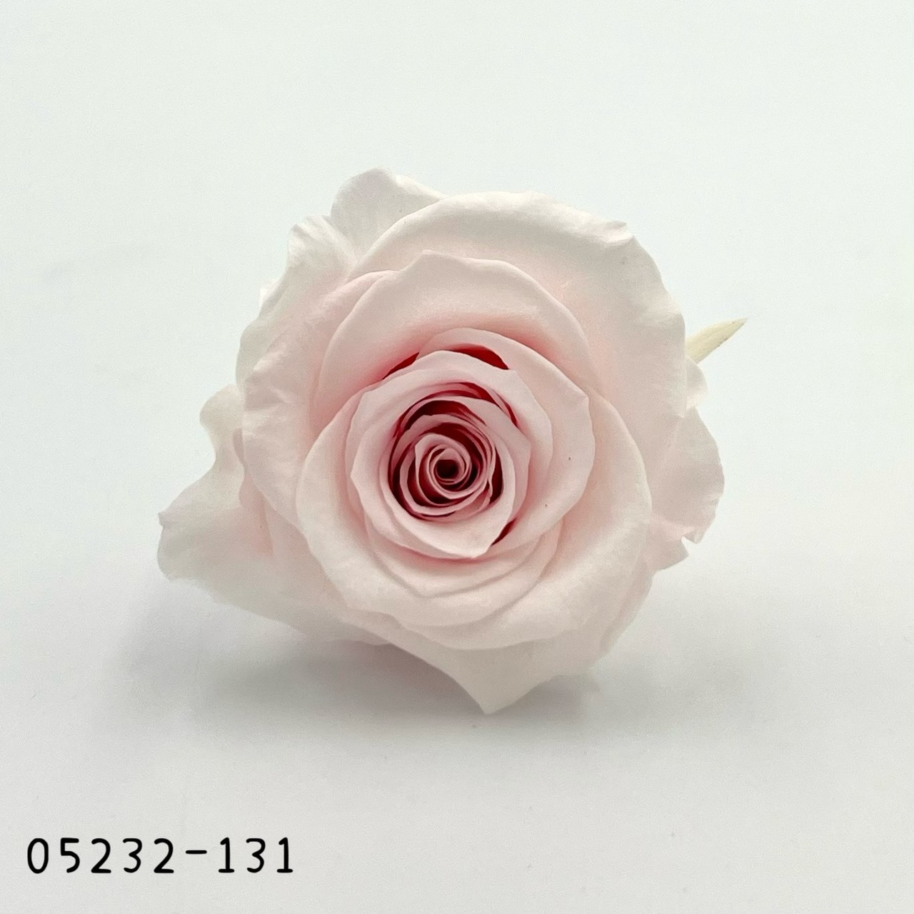 日本不凋大輪漸層玫瑰(9朵) 05232-131