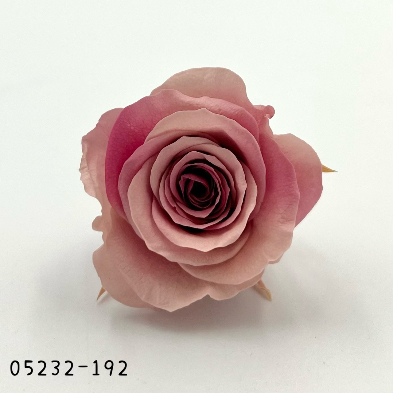 日本不凋大輪漸層玫瑰(9朵) 05232-192