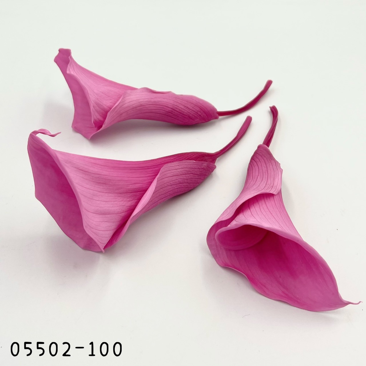 日本不凋海芋05502-100