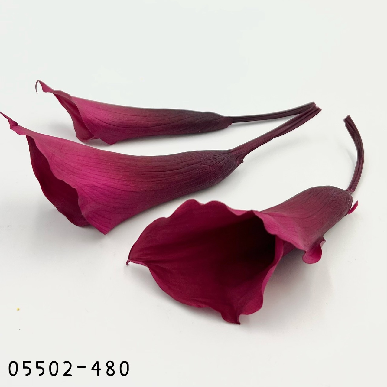 日本不凋海芋05502-480