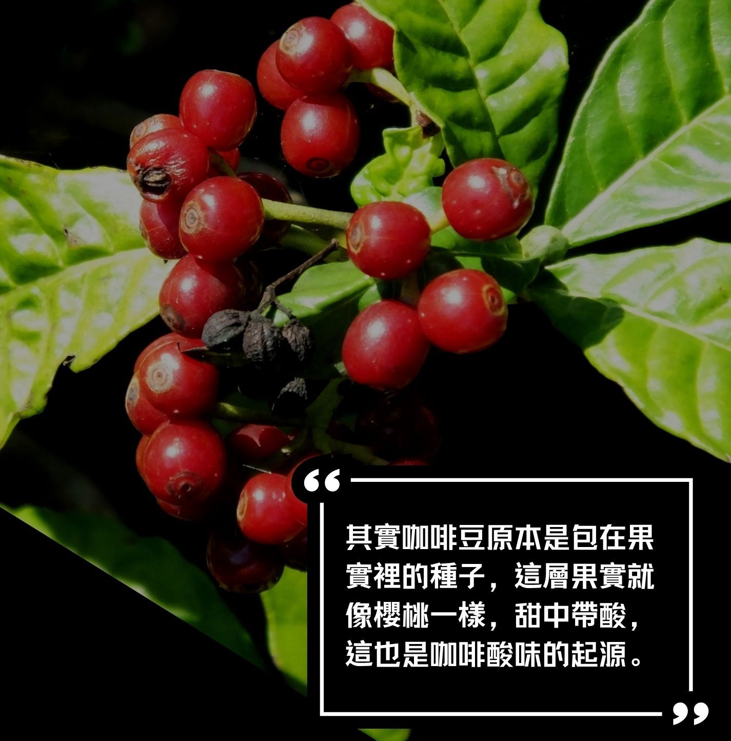 為什麼咖啡會酸 咖啡會酸 咖啡酸味 咖啡的酸 酸的咖啡 不酸的咖啡 果酸咖啡 精品咖啡 咖啡知識 咖啡常識