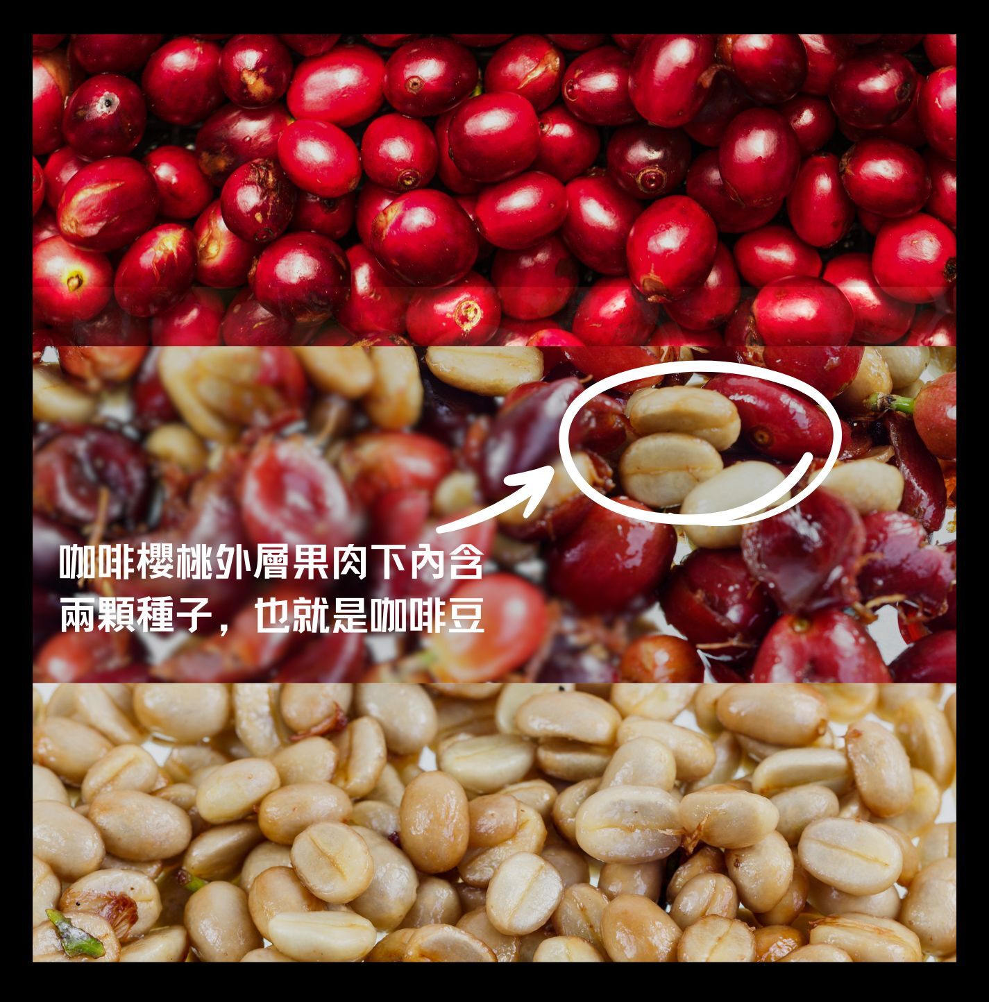 為什麼咖啡會酸 咖啡會酸 咖啡酸味 咖啡的酸 酸的咖啡 不酸的咖啡 果酸咖啡 精品咖啡 咖啡知識 咖啡常識