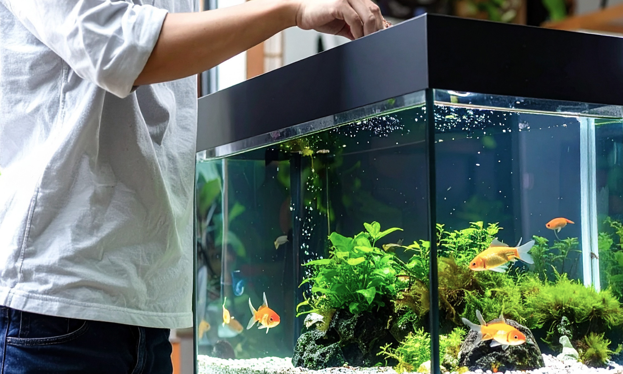 選擇合適的觀賞魚飼料確實是一門學問，但其實只要掌握幾個關鍵原則，您就能輕鬆為愛魚挑選到最適合的飼料