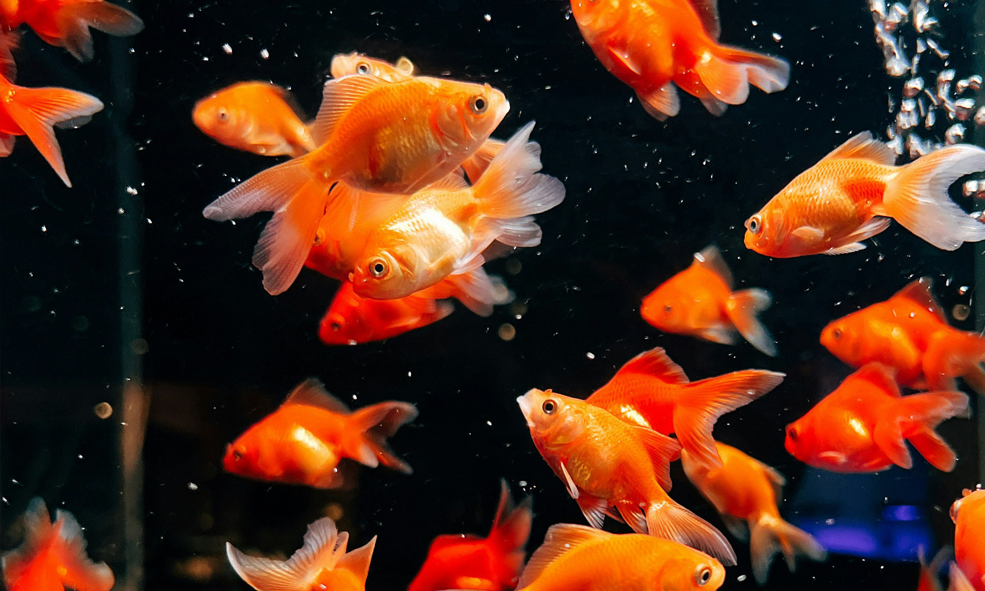 雜食性魚類如金魚、錦鯉，適應性較強，可攝取多種食物來源