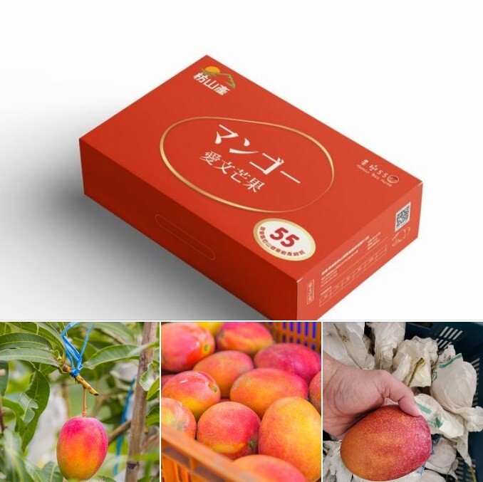 2025 屏東 枋山 牛奶 蜜香 愛文芒果 禮盒 2.5公斤裝 (9-12顆裝)